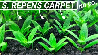 Aquarium Carpet Plants  Staurogyne Repens [upl. by Nahpos]