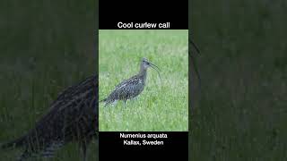 Cool curlew call [upl. by Esinyt]