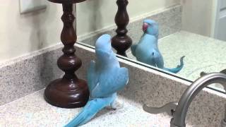 My Parrot mithu Indian Ringneck dancing and more [upl. by Nanyk]