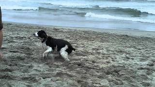 Goofy Springer Spaniel Having a Ball at the Beach [upl. by Ladnar]