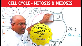 Cell Cycle and Genes  Mitosis amp Meiosis [upl. by Sukramaj829]