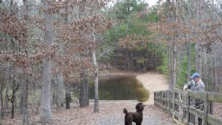 Watch The Khaki Campbell Ducks Fly To The Pond [upl. by Eugene429]