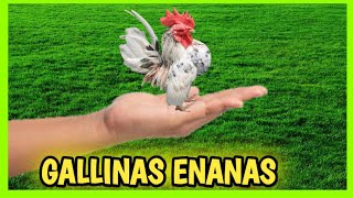 7 GALLINAS ENANAS y Gallos Kikirikis 🐔 Miniatura o Bantam [upl. by Anhoj]