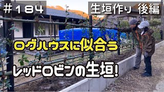 ≪週末DIYから始める移住への道≫ ＃184 ログハウスによく似合う。。レッドロビンの生垣が完成！玄関も付きました！「対イノシシモードの生垣を作る！」後編 ≪アラフィフ開拓≫ [upl. by Ail]