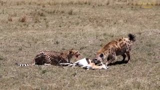 Hyena Steals Cheetahs Kill  Great Plains Conservation [upl. by Kahn]