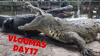 Lyle the Nile Crocodile VLOGMAS DAY 17 [upl. by Ennovihc820]