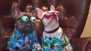 Funniest French Bulldogs 🤣  BEST Compilation 2023 [upl. by Reinal]