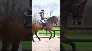 Advanced in their field 😮‍💨 subscribe лошади edit horse рекомендации dressage equestrain [upl. by Orme]