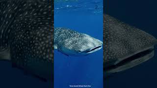 Which Shark Would YOU Swim With shortsvideo shark whalesharks [upl. by Baird301]