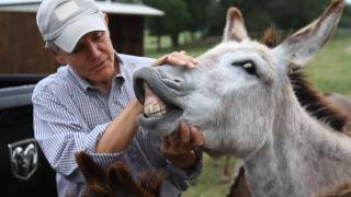 Roger Williams for Congress  The Donkey Whisperer [upl. by Clarke195]