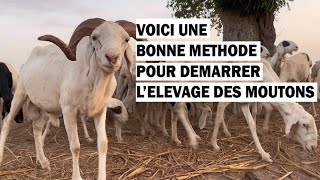 Voici une Bonne Methode pour Demarrer lElevage des MOUTONS [upl. by Edaw]