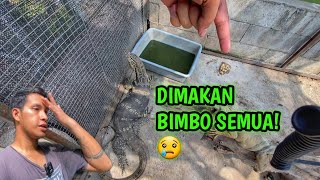 BIAWAK KANIBAL Anak sendiri dimakan 😭😭 [upl. by Fanechka]