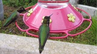 Hundreds of Hummingbirds at Bird Feeder in HD [upl. by Gillmore]