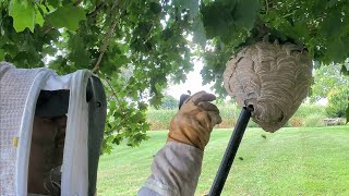 Angry and AGGRESSIVE Bald Faced Hornet Nest Removal  Wasp Nest Removal hornetking fyp viral [upl. by Ahsinahs]