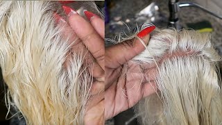 HOW TO Tone Blonde Knots on 613 Frontal Wig Wella Charm Toner  Jasmine K amp The Pretty Lounge [upl. by Redvers]