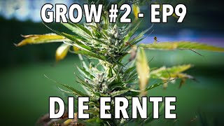 GROW Season 2 🌱 Outdoor  Episode 9  Die Ernte 🪴 2x Sticky Orange XXL Auto 🪴 1x Cosmos F1 CBD [upl. by Tricia]