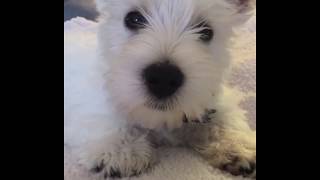 WESTIE PUPPY quotLOVEquot 2 MONTHS OLD [upl. by Newo]