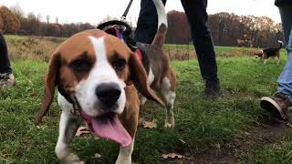 Beagle Walk Heist Op den Berg Belgium [upl. by Treiber]