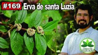 Autor da Própria Saúde  Erva de Santa Luzia Alergia febre diabetes ansiedade câncer [upl. by Kohsa]