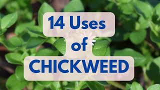 14 USES OF CHICKWEED  including Skin Health amp Weightloss DR SEBI APPROVED [upl. by Nelluc]