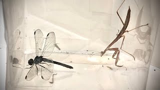 Praying Mantis VS Dragonfly  Celebration Of 700 Subscribers [upl. by Deenya]