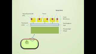 Bacterial Cell Wall Structure Gram Positive vs Gram Negative [upl. by Justinian]