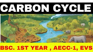 Carbon Cycle ll EVS ll environmental Studies ll bsc 1st year l science aecc1 evs [upl. by Orin]