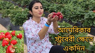 আমেরিকার স্ট্রবেরী ক্ষেতে একদিন Strawberry picking in USA নিজের হাতে স্ট্রবেরী তুললাম USA vlog [upl. by Laoj]