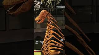 🦕 5 Fascinating Facts About Amargasaurus 🌟 dinosaurfacts dinosaurs funfacts [upl. by Asenaj]