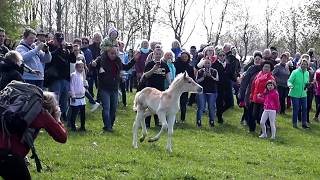 Ein Haflinger Fohlen geht seinen eigenen Weg  Weideauftrieb Meura [upl. by Anawot956]