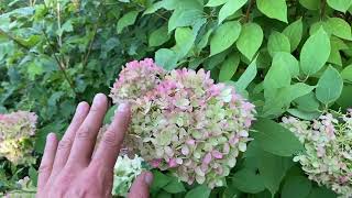 Hydrangea paniculata bugás hortenzia [upl. by Nanerb]