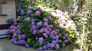 Óriás kerti hortenzia Hydrangea macrophylla [upl. by Brice626]