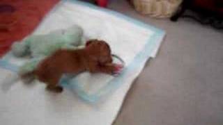 baby dachshund puppy [upl. by Normi]