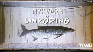 Fiskvandring live i Linköping [upl. by Elehcim]