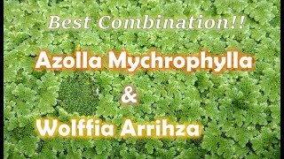 COMBINATION OF CULTIVATING AZOLLA AND WOLFFIA  AZOLA PURWODADI [upl. by Goda]