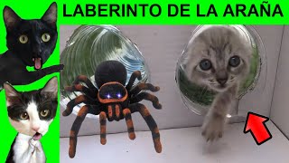 LABERINTO DE LA ARAÑA GIGANTE para el lindo gatito bebe y sus amigos los gatitos Luna y Estrella [upl. by Chauncey868]