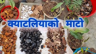 क्याटलिया अर्किडको माटो बनाउने र रोप्ने तरीका  How to make Cattleya media at home orchid [upl. by Lrae]