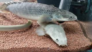 Engorda polypterus Palmas Ornatus Weeksii [upl. by Eiramannod]