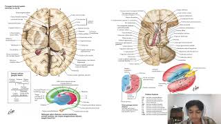 Area Broadmann Encephalon Anatomy Medulla Spinalis Nervus Cranialis saraf Simpatis Parasimpatis [upl. by Zia955]