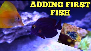 Adding First Fish  Acclimating tips [upl. by Nnalorac]