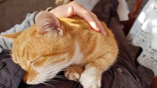 Affectionate Ginger Cat Can’t Stop Giving His Human Love And Cuddles [upl. by Briscoe]