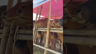 Shahiwal cows are eating dry Hay  Cow lunch time at Hozrotpur Gorur Haat 2024 [upl. by Herschel]