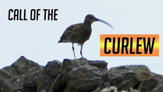 Call of the Curlew  the largest Wading Bird in Europe [upl. by Asiuqram]