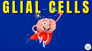 What are Glial Cells Definition Types Functions of Glial Cells  Role in Psychology [upl. by Rhodie]