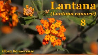 Lantana Lantana camara  FB  008 [upl. by Moreland]