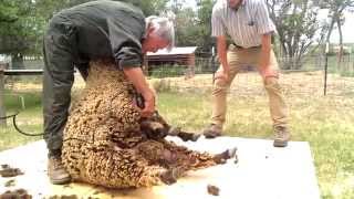 Sheep Shearing with David Lynch [upl. by Stephie]