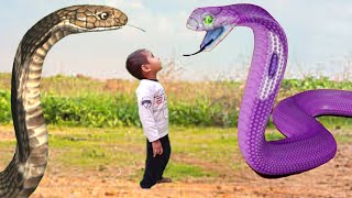 Green anaconda snake and purple cobra snake  snake video  snake movie [upl. by Ahsienar]