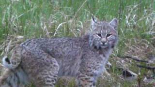 Bobcat attacks turkey decoy [upl. by Anawd289]