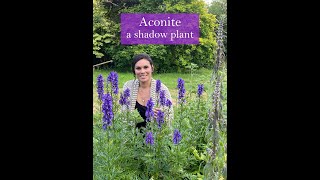 Aconite  A Shadow Plant [upl. by Hegyera]