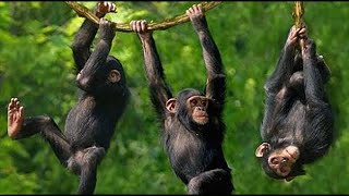 Swinging Monkeys at Philippine Eagle Center Davao Citys Animal Wildlife Haven  9th SES EcoTour [upl. by Moia]